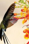 Book cover for Hummingbird Blank Sketchbook