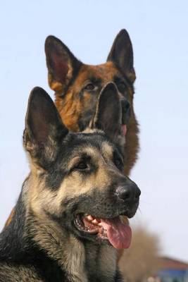 Book cover for A Pair of German Shepherd Dogs