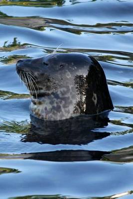 Book cover for Harbor Common Seal Phoca Vitulina