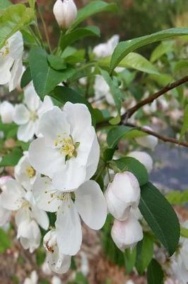 Cover of Journal Spring Flowering Tree Branch Full Bloom