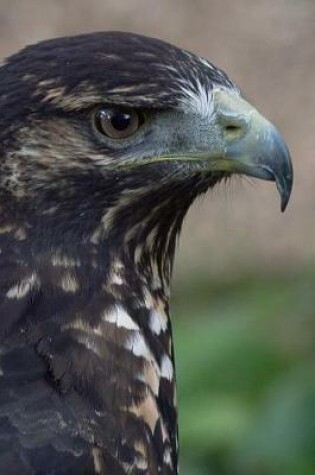 Cover of Black-Chested Buzzard-Eagle (Geranoaetus Melanoleucus) Journal