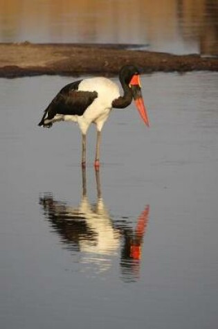 Cover of Saddle Billed Stork in Zimbabwe, Africa Journal