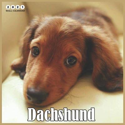 Book cover for Dachshund 2021 Wall Calendar