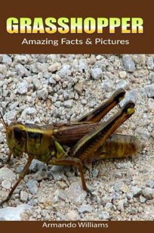 Cover of Grasshopper