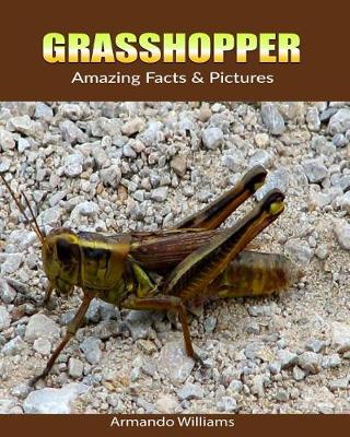 Book cover for Grasshopper