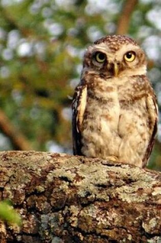 Cover of A Spotted Owl Looking Out on a Branch Journal