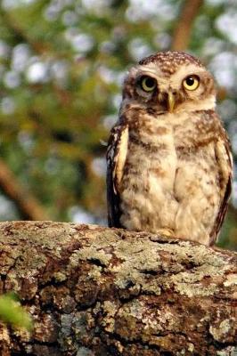 Book cover for A Spotted Owl Looking Out on a Branch Journal