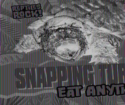 Cover of Snapping Turtles Eat Anything!