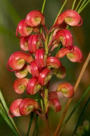 Cover of Grevillea Gardening Journal