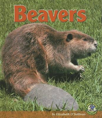 Book cover for Beavers