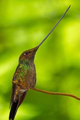 Book cover for Sword-Billed Hummingbird Journal