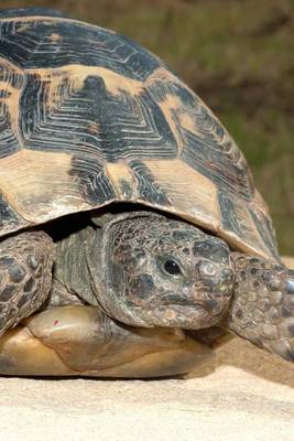 Book cover for Spur Thighed Tortoise Sunning on a Rock Testudo Graeca