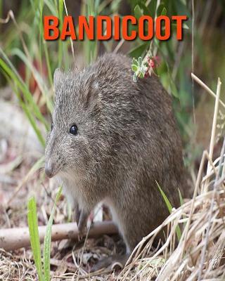 Book cover for Bandicoot