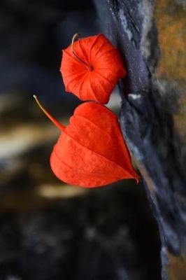 Book cover for Physalis Alkekengi Chinese Lantern Flower Journal