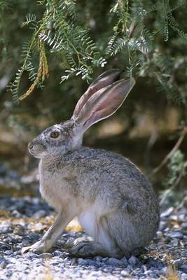 Book cover for Jackrabbit Animal Journal