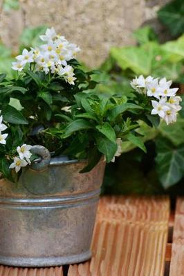 Book cover for Jasmine Flowers in a Pot Solanum Jasminoides Journal