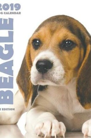 Cover of Beagle 2019 Dog Calendar (UK Edition)