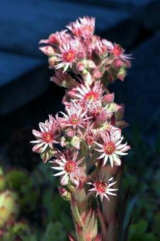 Cover of Hens and Chicks Succlent Flower Stalk Journal