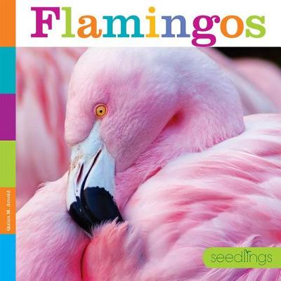 Book cover for Flamingos