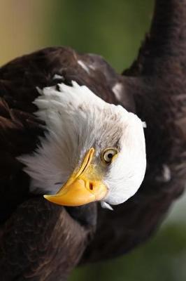 Book cover for A Stunning Bald Eagle Journal