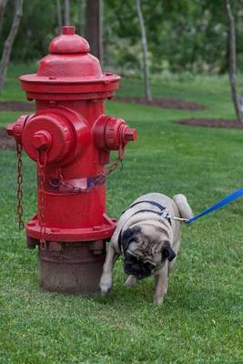 Book cover for Pug Dog Watering the Fire Hydrant Journal