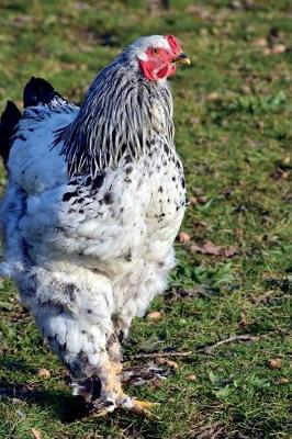 Book cover for Proud Chicken Strutting Her Stuff Journal