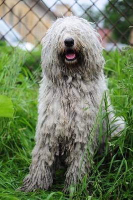 Book cover for The Komondor Dog Journal