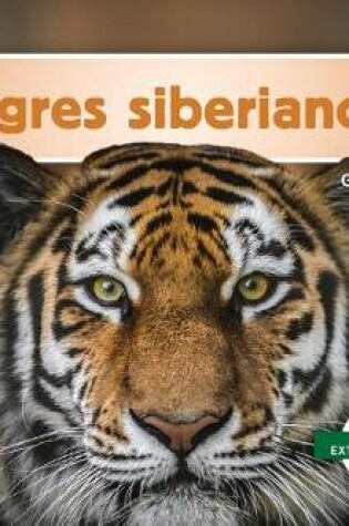 Cover of Tigres Siberianos (Siberian Tigers)