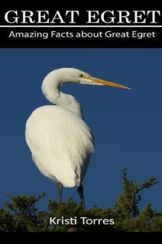 Cover of Amazing Facts about Great Egret