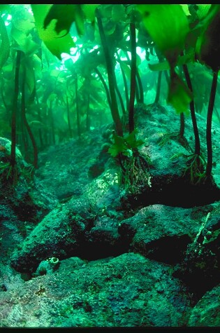 Cover of Food Chains in a Tide Pool Hab