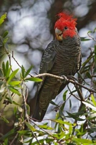 Cover of Gang-Gang Cockatoo Journal