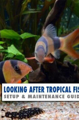 Cover of Looking After Tropical Fish: Setup & Maintenance Guide