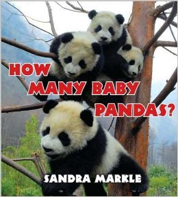 Book cover for How Many Baby Pandas? / Scholastic Book Fair Edition