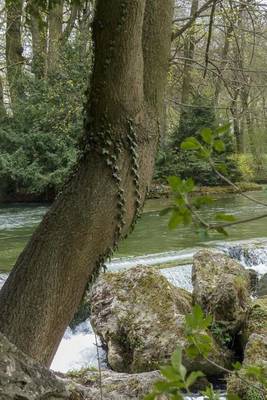 Book cover for A Yew Tree by the Creek