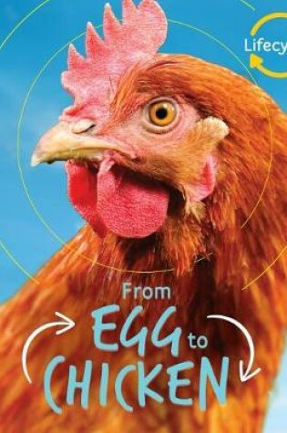 Cover of From Egg to Chicken