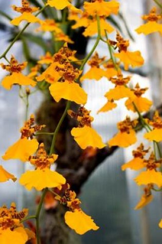 Cover of Yellow/Orange Orchid in a Tree, for the Love of Flowers