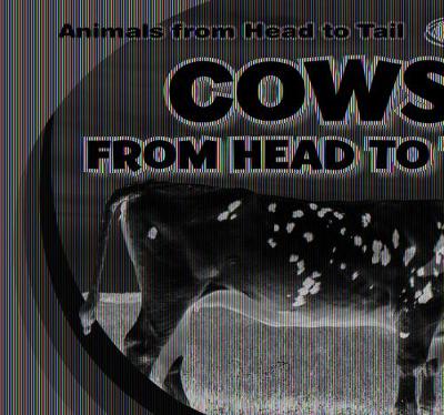 Cover of Cows from Head to Tail