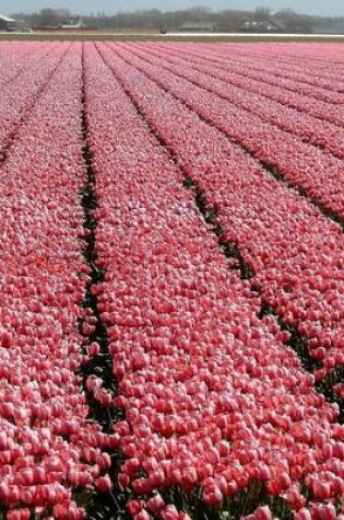 Cover of Jumbo Oversized a Pink Tulip Farm in Holland