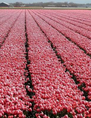 Book cover for Jumbo Oversized a Pink Tulip Farm in Holland