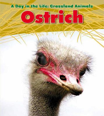 Book cover for Ostrich (A Day in the Life: Grassland Animals)