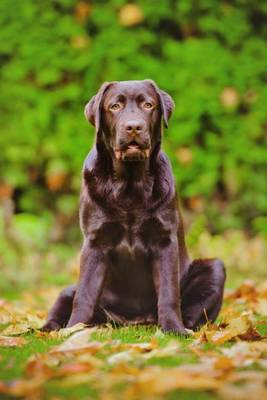 Book cover for Labrador Retriever