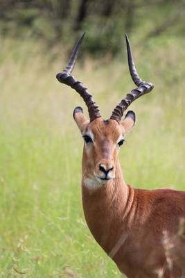 Book cover for African Horned Antelope on the Savannah Journal