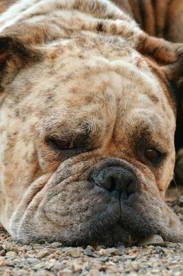 Book cover for Sleepy Freckle-Face Bulldog Journal