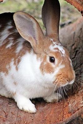 Book cover for Too Cute Brown and White Domestic Rabbit Journal