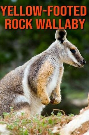 Cover of Yellow-Footed Rock Wallaby