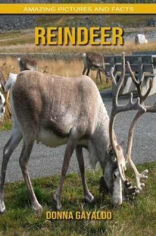 Cover of Reindeer