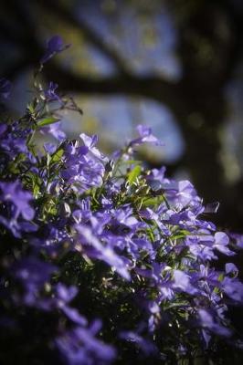 Book cover for Sweet Purple Violet Flowers in the Garden Journal