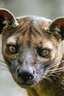 Book cover for A Fossa Looking Out in Madagascar Journal