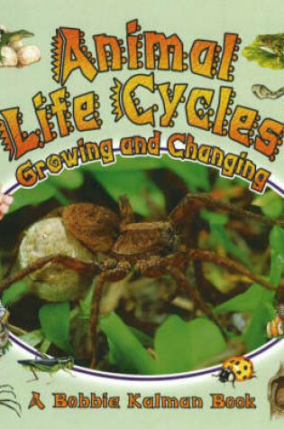 Cover of Animal Life Cycles