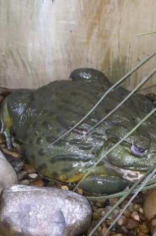 Cover of African Bullfrog Frog (for the Love of Animals)